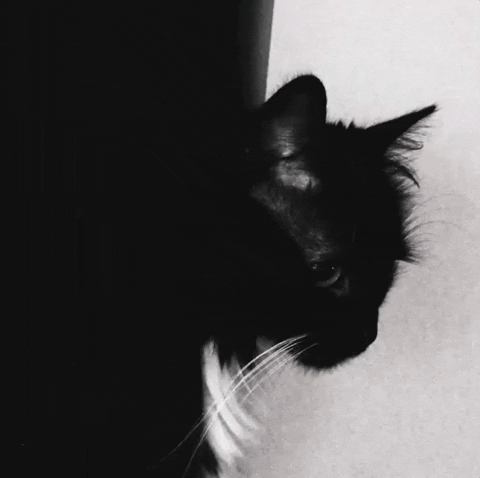 Black And White Cat GIF by Chris