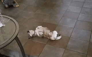 olesiatelegina  GIF