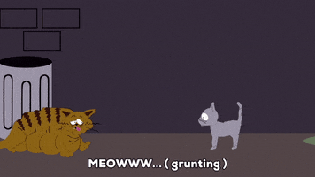 cat kitty GIF by South Park 