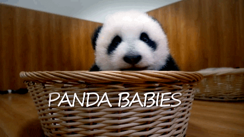 cute panda gif