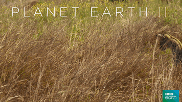 pounce planet earth 2 GIF by BBC Earth