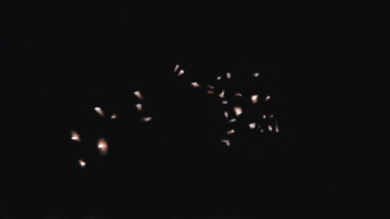 oi101  GIF