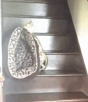 jantravell13gmailcom cat sleep bed stairs GIF