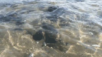 Ocean Floor Saltwater GIF by Justin