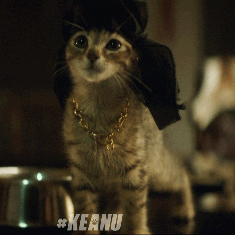 Cat Sparkle GIF by Keanu Movie