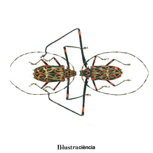 illustraciencia animal draw sciart illustraciencia GIF