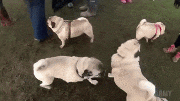 pabloc dog sex puppies pug GIF