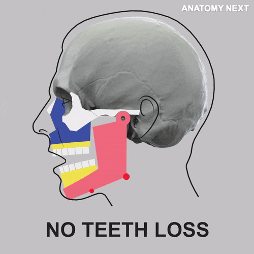 anatomynext teeth human anatomy GIF