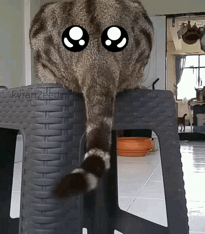 kyran2eed cat fun GIF