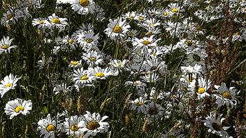 wild flowers loop GIF by Kitsune Kowai