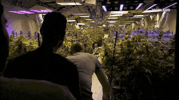 GIF by VICE DOES AMERICA