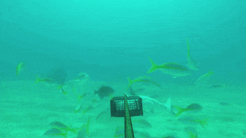 kloriatechinsiderio  GIF