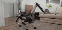 cadiethompson  GIF