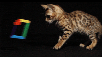 Cat Animation GIF by Originals