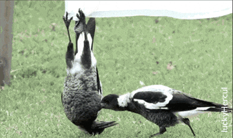 luckyhercul  GIF