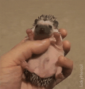 luckyhercul  GIF