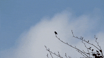 franklin hummingbird hovering anna's hummingbird GIF