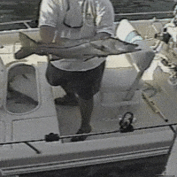 Fish-fail GIFs - Get the best GIF on GIPHY