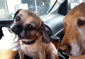 ice cream lol GIF by America's Funniest Home Videos