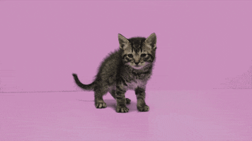 200.gif?cid=fc005b08fea594a38cc97f7f72b82f0d414a3cce02eae76c&rid=200.gif&ct=g