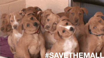 confused dog GIF by Best Friends Animal Society