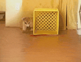 Dog Fail GIF by America's Funniest Home Videos