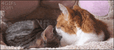 alexlitus  GIF