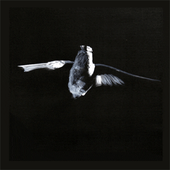 bird flying GIF by Kamila Maslowska