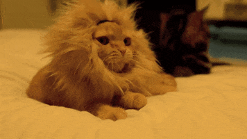 rawr king of the jungle GIF