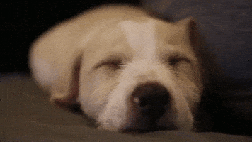 200.gif?cid=f0bdee70b2zh8trvkhuno47uhypmgh1qgjhjbb63ob2jsnd4&rid=200.gif&ct=g