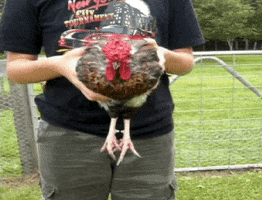 Chicken Body GIF by America's Funniest Home Videos