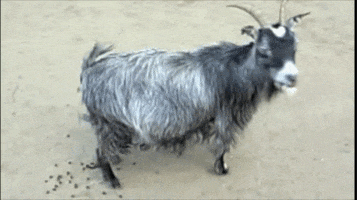 200.gif?cid=fc005b0877421c07976371ece0421842807adfac39a92c7e&rid=200.gif&ct=g