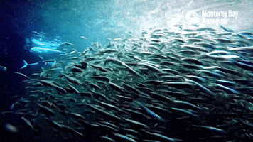 open sea school GIF by Monterey Bay Aquarium