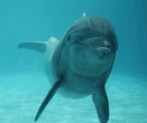 dolphined meme gif