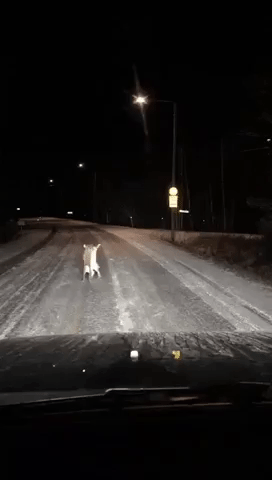 coolgifs1992 fight wtf nature animal GIF