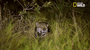 big cat week jaguar supercat GIF by Nat Geo Wild 