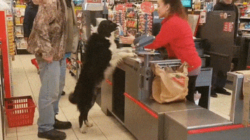 patalie funny dog store GIF