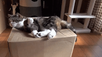 reddy  GIF