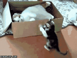 movinglabor cat box jelly mine GIF