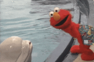 Sesame Street gif. Elmo wears swim trunks and leans over the side of a pool. A beluga whale lifts out of the water and kisses elmo’s cheek. Elmo laughs and looks at it. 