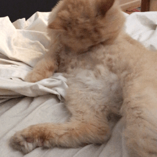 cat cleaning GIF by Jess