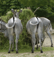 Tail Zebra GIF by Planckendael