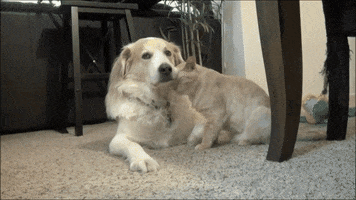 romanbentonfawns cat dog GIF