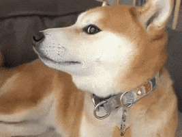 dog GIF by Pamily