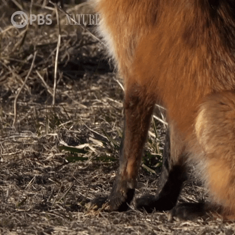 Pbs Nature Fox GIF by Nature on PBS