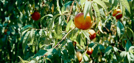 Peach Lucaguadagnino GIF by TIFF - Find & Share on GIPHY