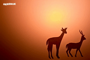 Long Neck Gerenuk GIF