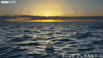 blue planet ocean GIF by BBC Earth