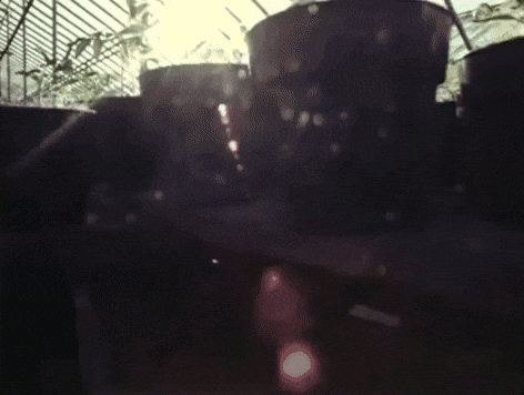 Vintage Sun Gif By Archives Of Ontario Archives Publiques De L Ontario Find Share On Giphy