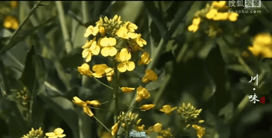 Zi Ran GIF